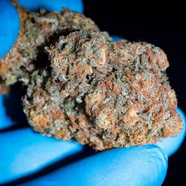 Highway 66 (Paradise Seeds) Feminiserede