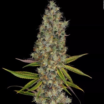 Rainbow Road (Paradise Seeds) feminiserede cannabisfr&oslash;