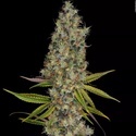 Rainbow Road (Paradise Seeds) Feminiserede