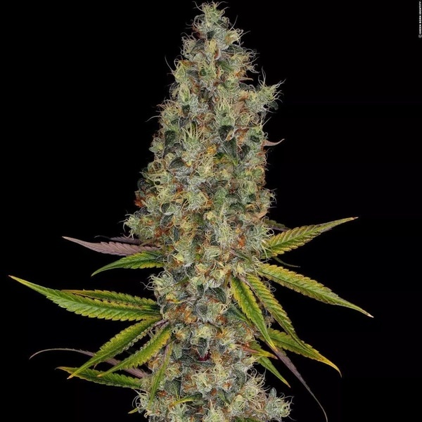 Rainbow Road (Paradise Seeds) Feminiserede