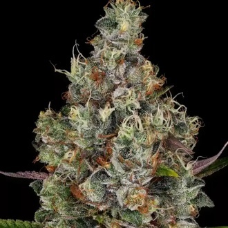 Rainbow Road (Paradise Seeds) Feminiserede