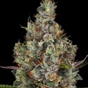 Rainbow Road (Paradise Seeds) Feminiserede