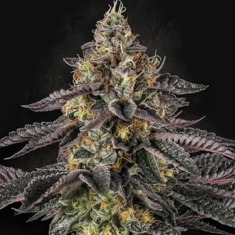 Sunset Paradise (Paradise Seeds) feminiserede cannabisfr&oslash;