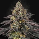 Sunset Paradise (Paradise Seeds) Feminiserede