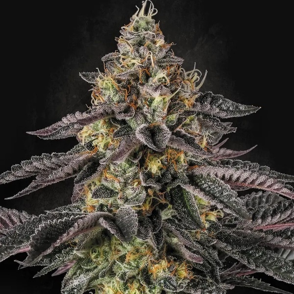 Sunset Paradise (Paradise Seeds) Feminiserede