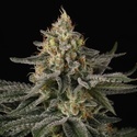 Sunset Paradise (Paradise Seeds) Feminiserede