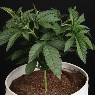 Sunset Paradise (Paradise Seeds) Feminiserede