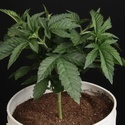Sunset Paradise (Paradise Seeds) Feminiserede