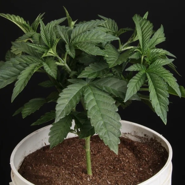 Sunset Paradise (Paradise Seeds) Feminiserede