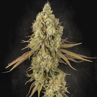 Tangerine Sorbet (Paradise Seeds) feminiserede