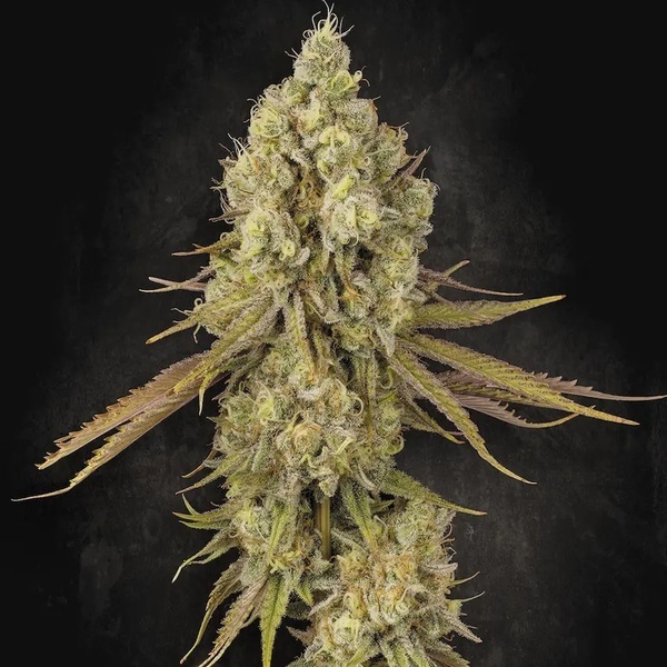 Tangerine Sorbet (Paradise Seeds) Feminiserede