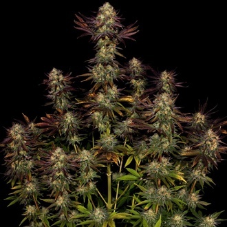 Tangerine Sorbet (Paradise Seeds) Feminiserede
