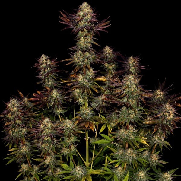 Tangerine Sorbet (Paradise Seeds) Feminiserede