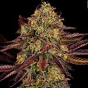 Tangerine Sorbet (Paradise Seeds) Feminiserede