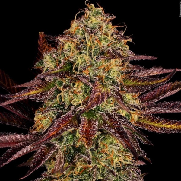 Tangerine Sorbet (Paradise Seeds) Feminiserede
