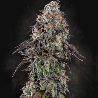 White Noise (Paradise Seeds) feminiserede
