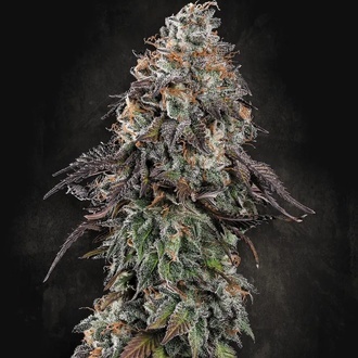 White Noise (Paradise Seeds) Feminiserede