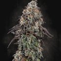 White Noise (Paradise Seeds) Feminiserede