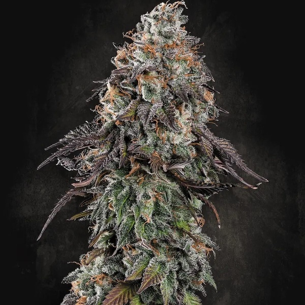 White Noise (Paradise Seeds) Feminiserede