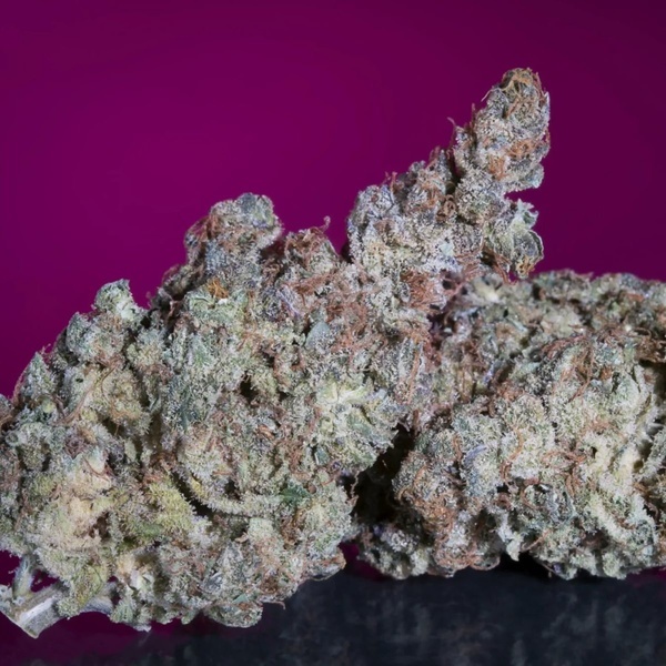 White Noise (Paradise Seeds) Feminiserede