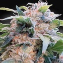 CBDream (Paradise Seeds) Feminiserede