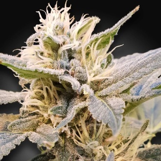 CBDelight (Paradise Seeds) feminiserede