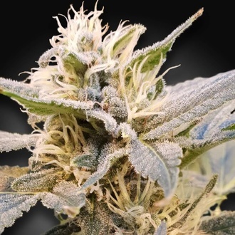CBDelight (Paradise Seeds) Feminiserede