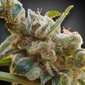 CBDrelax (Paradise Seeds) Feminiserede