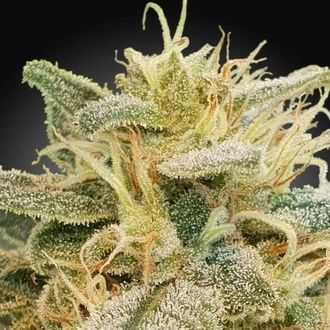 CBDrelief (Paradise Seeds) Feminiserede