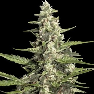 Pandora Auto (Paradise Seeds) feminiserede