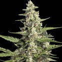 Pandora Auto (Paradise Seeds) Feminiserede