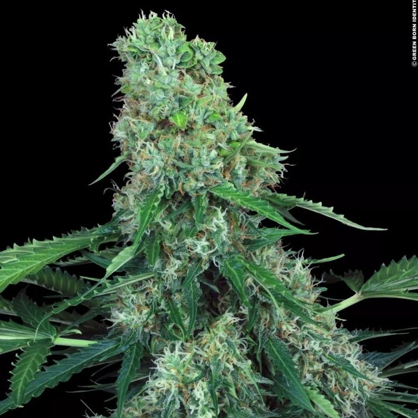 Pandora Auto (Paradise Seeds) Feminiserede