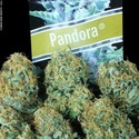 Pandora Auto (Paradise Seeds) Feminiserede