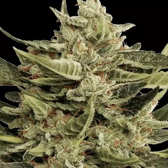 Vertigo Auto (Paradise Seeds) feminiserede