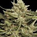 Vertigo Auto (Paradise Seeds) Feminiserede