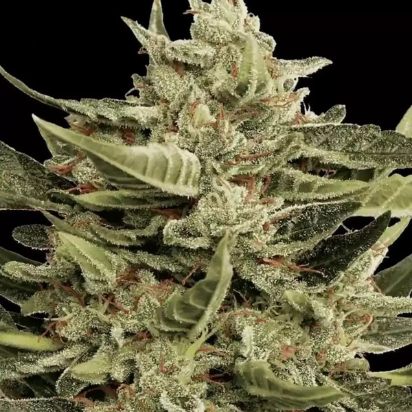 Vertigo Auto (Paradise Seeds) Feminiserede