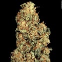 Vertigo Auto (Paradise Seeds) Feminiserede