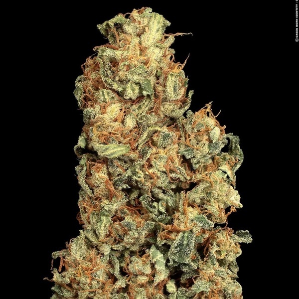 Vertigo Auto (Paradise Seeds) Feminiserede