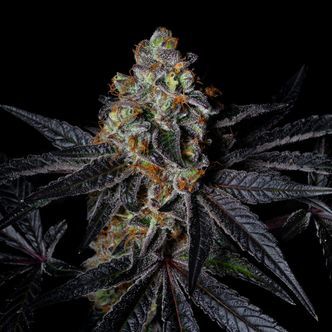 Diamond Dust (Pure Instinto) feminiserede