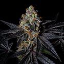 Diamond Dust (Pure Instinto) Feminiserede