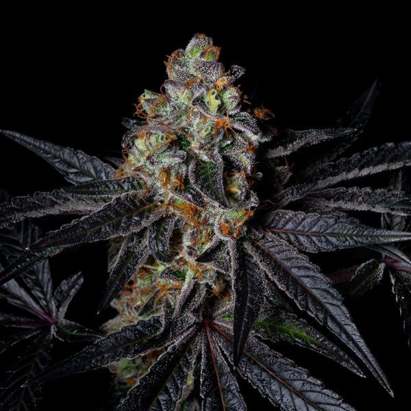 Diamond Dust (Pure Instinto) Feminiserede