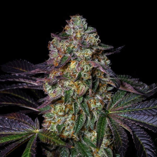 Kushmallow (Pure Instinto) Feminiserede
