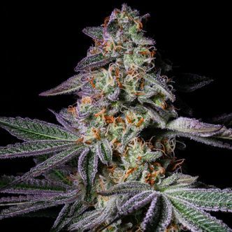 Pure Glitter (Pure Instinto) feminiserede cannabisfr&oslash;