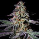 Pure Glitter (Pure Instinto) Feminiserede