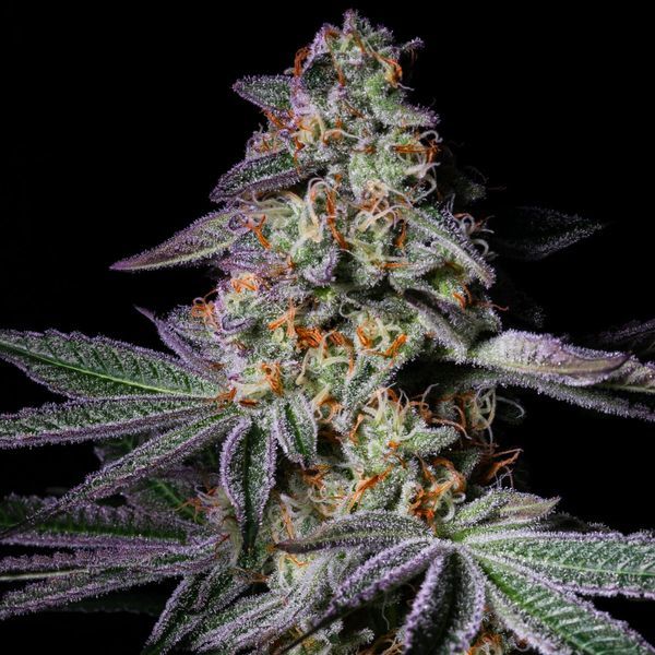 Pure Glitter (Pure Instinto) Feminiserede