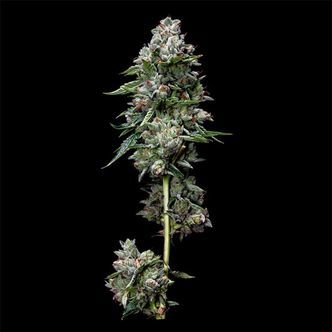 Kosher Kush (DNA Genetics) feminiserede cannabisfr&oslash;