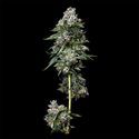 Kosher Kush (DNA Genetics) Feminiserede