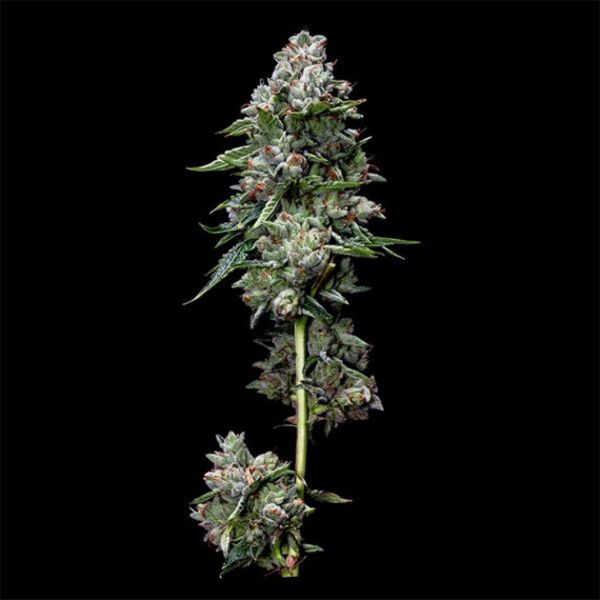 Kosher Kush (DNA Genetics) Feminiserede