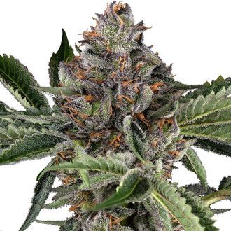 Papaya Jealousy (Sensi Seeds) Feminiserede