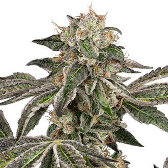 Runtz Autoflower (White Label) Feminiserede